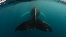 The Wild Side of Production: How Wildlife Films Actually Happen - Thur. Sept. 10