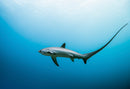 The Wild Side of Production: How Wildlife Films Actually Happen - Thur. Sept. 10