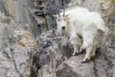 Wild Encounters - Ultimate Hands-On Zoo Photography Experience - Sun. Nov. 1