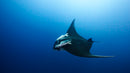 The Wild Side of Production: How Wildlife Films Actually Happen - Thur. Sept. 10