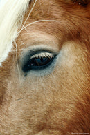 Close-up photo of a horse's eye taken with Sigma Contemporary 16-300mm f3.5-6.7 DC OS lens showcasing detailed animal photography.