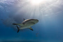 The Wild Side of Production: How Wildlife Films Actually Happen - Thur. Sept. 10