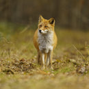 Fox captured in sharp focus using Sigma Sport 70-200mm f2.8 DG DN OS lens with blurred natural background