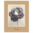 Ron van Dongen black and white rose photograph from Proof series showing aged Polaroid effects
