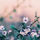 Lomography LomoChrome Turquoise 100-400 - 35mm