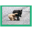 Rob Hadlow photo card of two bear cubs wrestling on gravel with green border