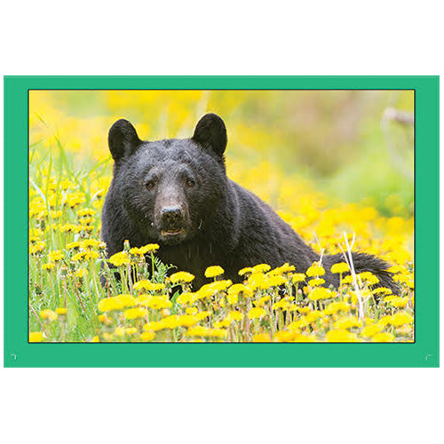 Rob Hadlow 6x9" Photo Card - Black Bear in Dandelions