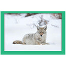 Rob Hadlow photo card featuring coyote resting in snowy landscape wildlife photography