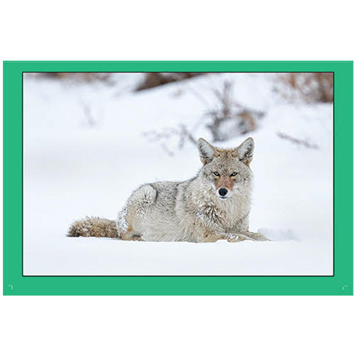 Rob Hadlow 6x9" Photo Card - Coyote in the Snow