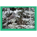 Rob Hadlow photo card of Great Grey Owl perched on snow-covered tree branch