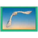 Rob Hadlow photo card featuring snowy owl in flight against sunset sky